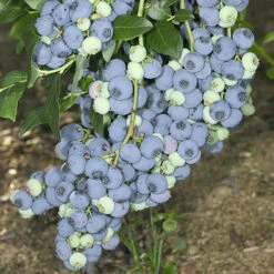 Blueberry Collection With Decorative Pots -Garden Bulbs Store 310082 3