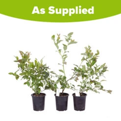 Blueberry Collection With Decorative Pots -Garden Bulbs Store 310082 5