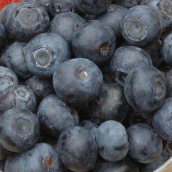 The Complete Blueberry Growing Kit -Garden Bulbs Store 310083 3