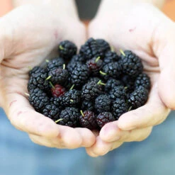 Morus Rotundiloba 'Mojoberry' Dwarf Mulberry 15 Morus Rotundiloba 'Mojoberry' Dwarf Mulberry -Garden Bulbs Store 310092 4