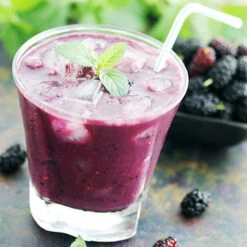 Morus Rotundiloba 'Mojoberry' Dwarf Mulberry 17 Morus Rotundiloba 'Mojoberry' Dwarf Mulberry -Garden Bulbs Store 310092 6