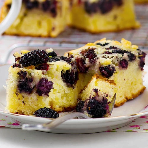 Morus Rotundiloba 'Mojoberry' Dwarf Mulberry 10 Morus Rotundiloba 'Mojoberry' Dwarf Mulberry - Image 8