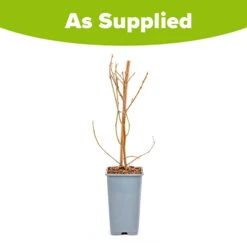 Morus Rotundiloba 'Mojoberry' Dwarf Mulberry 19 Morus Rotundiloba 'Mojoberry' Dwarf Mulberry -Garden Bulbs Store 310092 8