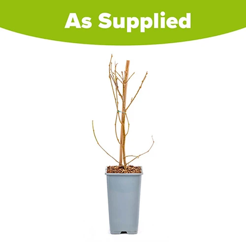 Morus Rotundiloba 'Mojoberry' Dwarf Mulberry 11 Morus Rotundiloba 'Mojoberry' Dwarf Mulberry - Image 9