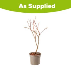 Blueberry Vaccinium (early Season) -Garden Bulbs Store 310120 2