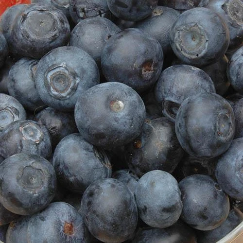 Blueberry Vaccinium (mid Season) 4 Blueberry Vaccinium (mid Season) - Image 2