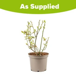 Blueberry Vaccinium (mid Season) 7 Blueberry Vaccinium (mid Season) -Garden Bulbs Store 310121 2