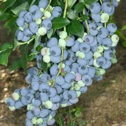 Complete Blueberry Vaccinium Kit -Garden Bulbs Store 310123 2