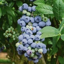Complete Blueberry Vaccinium Kit -Garden Bulbs Store 310123 3