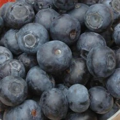 Complete Blueberry Vaccinium Kit -Garden Bulbs Store 310123 4