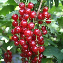 Currant 'Summer Pearls' Collection -Garden Bulbs Store 310170 1