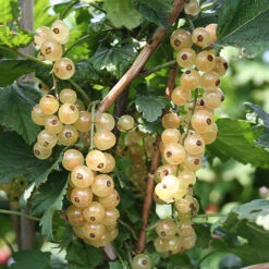 Currant 'Summer Pearls' Collection -Garden Bulbs Store 310170 2
