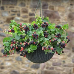 Set Of 3 Trailing Blackberry 'Black Cascade'