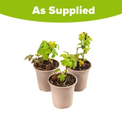 Set Of 3 Trailing Blackberry 'Black Cascade' -Garden Bulbs Store 310180 2