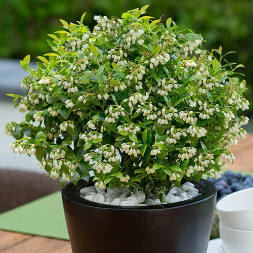 Blueberry BerryBux 3 Blueberry BerryBux