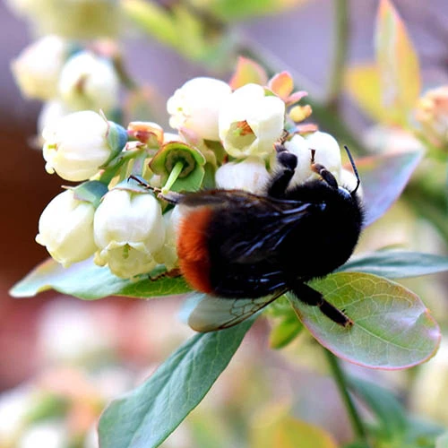 Blueberry BerryBux 4 Blueberry BerryBux - Image 2