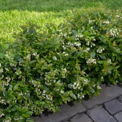 Blueberry BerryBux 11 Blueberry BerryBux -Garden Bulbs Store 310186 2