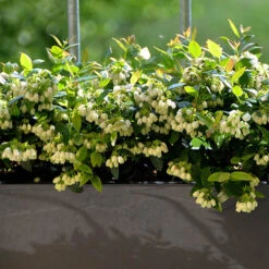 Blueberry BerryBux 12 Blueberry BerryBux -Garden Bulbs Store 310186 3