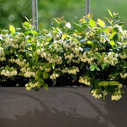 Blueberry BerryBux 6 Blueberry BerryBux - Image 4