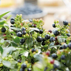 Blueberry BerryBux 14 Blueberry BerryBux -Garden Bulbs Store 310186 5