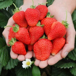 Strawberry 'Cambridge Favourite' -Garden Bulbs Store 320003 2