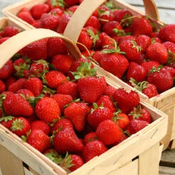 Strawberry 'Cambridge Favourite' -Garden Bulbs Store 320003 3