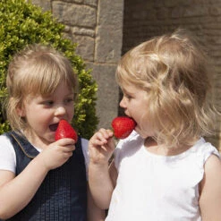 Strawberry 'Sweet Colossus' -Garden Bulbs Store 320074 1