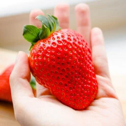 Strawberry 'Sweet Colossus' -Garden Bulbs Store 320074 2