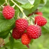 Raspberry Long-Cane -Garden Bulbs Store 330002