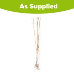 Raspberry Long-Cane -Garden Bulbs Store 330002 4