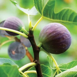 Hardy Fig 'Brown Turkey' -Garden Bulbs Store 340029 2