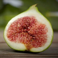Hardy Fig 'Brown Turkey' -Garden Bulbs Store 340029 3