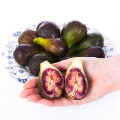 Hardy Fig 'Brown Turkey' -Garden Bulbs Store 340029 5