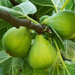 Hardy Fig 'Brown Turkey' -Garden Bulbs Store 340029 6