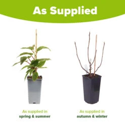 Hardy Fig 'Brown Turkey' -Garden Bulbs Store 340029 7