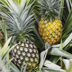 Edible Indoor Pineapple Plant - Ananas Comosus. 9 Edible Indoor Pineapple Plant - Ananas Comosus. -Garden Bulbs Store 340031 1