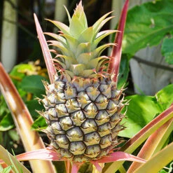 Edible Indoor Pineapple Plant - Ananas Comosus. 10 Edible Indoor Pineapple Plant - Ananas Comosus. -Garden Bulbs Store 340031 2