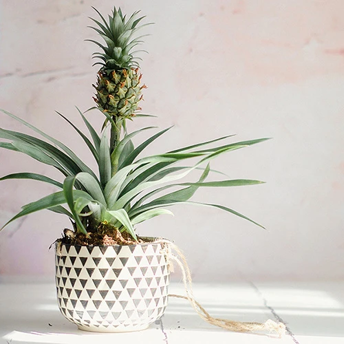 Edible Indoor Pineapple Plant - Ananas Comosus. 7 Edible Indoor Pineapple Plant - Ananas Comosus. - Image 5