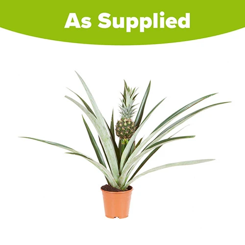 Edible Indoor Pineapple Plant - Ananas Comosus. 8 Edible Indoor Pineapple Plant - Ananas Comosus. - Image 6