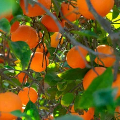 Blood Orange Citrus 8 Blood Orange Citrus -Garden Bulbs Store 340042 2