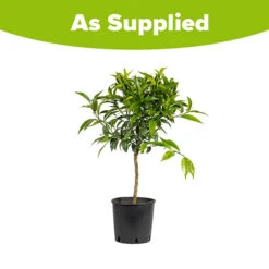 Blood Orange Citrus 9 Blood Orange Citrus -Garden Bulbs Store 340042 3