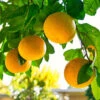 Grapefruit Citrus -Garden Bulbs Store 340044