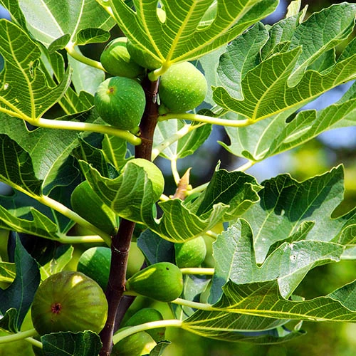 Fig 'Brown Turkey' Standard 4 Fig 'Brown Turkey' Standard - Image 2