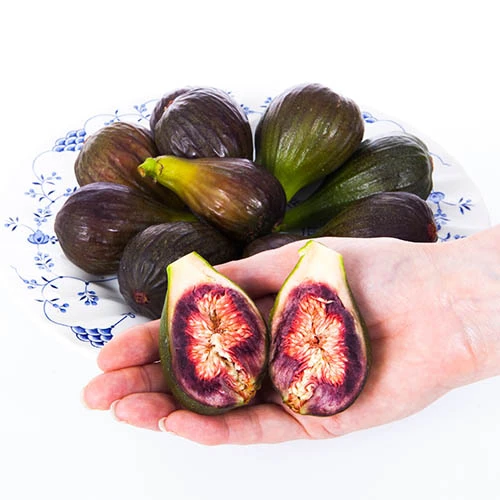 Fig 'Brown Turkey' Standard 8 Fig 'Brown Turkey' Standard - Image 6