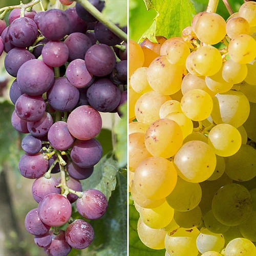 Pair Of Table Grape Vines 3 Pair Of Table Grape Vines