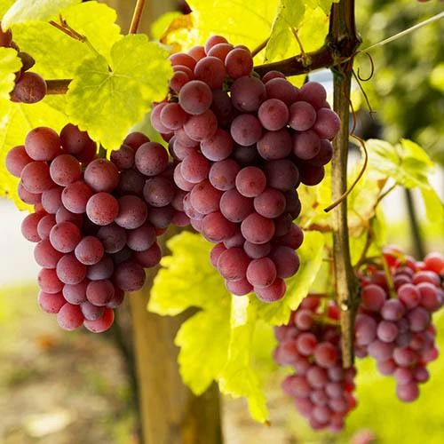 Pair Of Table Grape Vines 4 Pair Of Table Grape Vines - Image 2