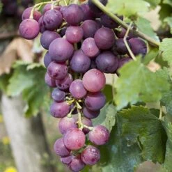 Pair Of Table Grape Vines 14 Pair Of Table Grape Vines -Garden Bulbs Store 340070 3