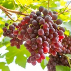 Pair Of Table Grape Vines 16 Pair Of Table Grape Vines -Garden Bulbs Store 340070 5