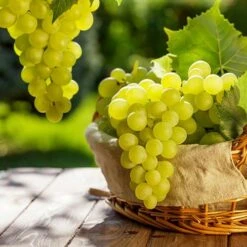 Pair Of Table Grape Vines 17 Pair Of Table Grape Vines -Garden Bulbs Store 340070 6
