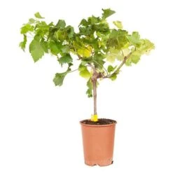 Pair Of Table Grape Vines 19 Pair Of Table Grape Vines -Garden Bulbs Store 340070 8